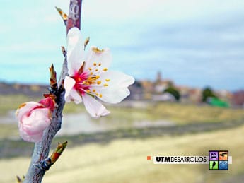 Almendro en flor en las inmediaciones de Las Pedrosas | ® UTM Desarrollos