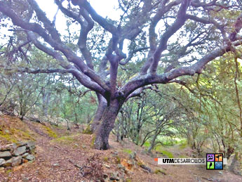 Frondosos quejigares | ® UTM Desarrollos 