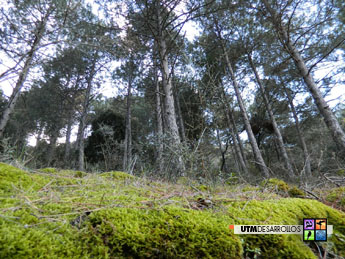 Pinares en la sierra de Vicor | ® UTM Desarrollos 