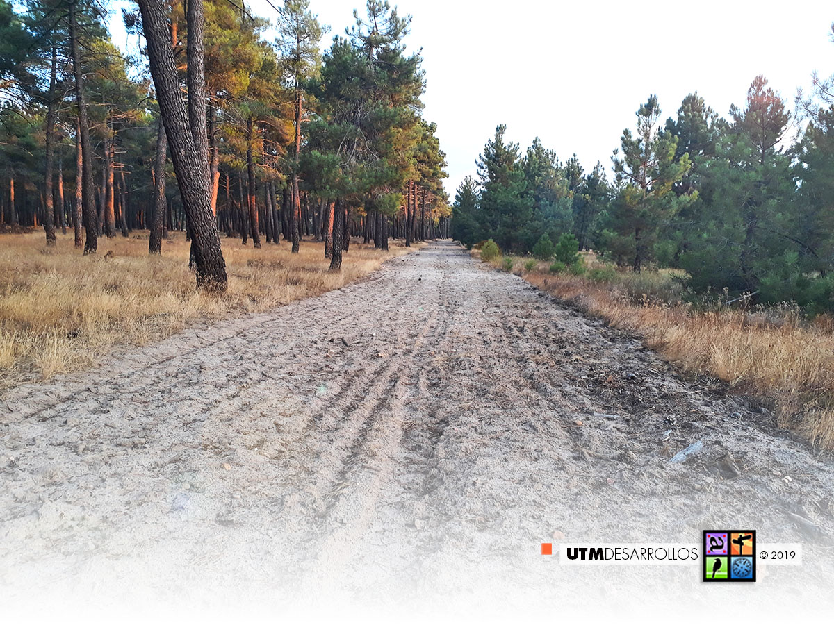 Pistas de firme arenoso en el pinar | ® UTM Desarrollos
