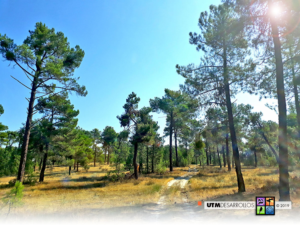 El mayor pinar de la provincia de Segovia | ® UTM Desarrollos